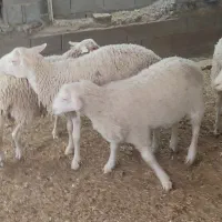 فروش بره نر رومن .‌لاکن .‌رومانف . خارجی|حیوانات مزرعه|شیراز, دلجو|دیوار