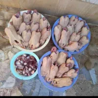 اردک مگ مگی شالیزار