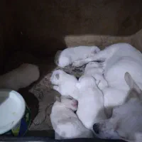 سگهای پاکوتاه