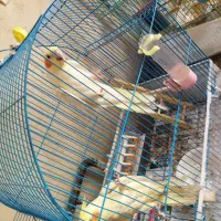 عروس هلندی|پرنده|مرند, |دیوار