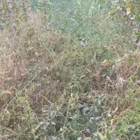 علوفه|خدمات باغبانی و درختکاری|شاهین دژ, |دیوار