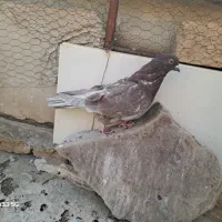 حیوون فروشی موقعیت شاهرود