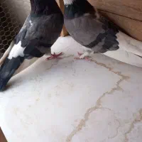 یک جفت ابلغ سبز