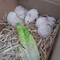 بچه خرگوش مینی یاطوری