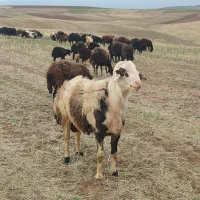 قوچ دو دندان پلنگی اصل گوسفند رونیش 20