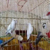 طوطی برزیلی|پرنده|شیراز, سلطان آباد|دیوار