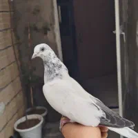 کفتر پرشی جوجه کله دم سبز
