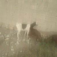 بز دوقلو زا ابستن سه ماه