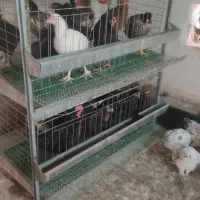 مرغ تخم گذار محلی و گلین و مرندی باهم