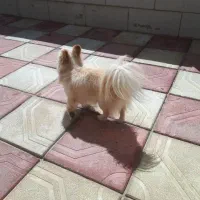 سگ پامر پا کوتاه