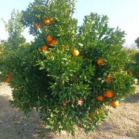 باغچه-200-متری