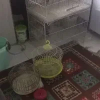 قفس