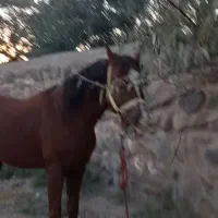 اسب کرد نریان عالی خوش هیکل یورقه|اسب و تجهیزات اسبسواری|تبریز, |دیوار