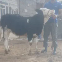 دوگوساله ماده سیمنتال