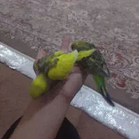مرغ عشق دستی