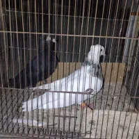 کبوتر زاغ و طوقی