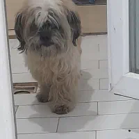 واگذاری شیتزو