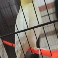 عروس هلندی گمشده|حیوانات|بیرجند, |دیوار