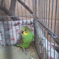 فروش جوجه مرغ عشق۱ماهه