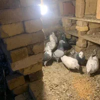 کبوترپرشی|پرنده|نوشین شهر, |دیوار