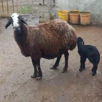 گوسفند بره دار|حیوانات مزرعه|سیمین شهر, |دیوار