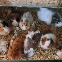 خوکچه هندی همستر|موش و خرگوش|مشهد, بلال|دیوار