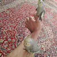 دوتا عروس هلندی تازه دون خوررام آماده برای دستی|پرنده|بردسکن, |دیوار