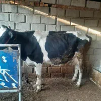 گاو هلشتاین صنعتی|حیوانات مزرعه|گنبد کاووس, |دیوار