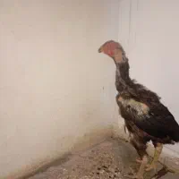 مرغ  خروس لاری