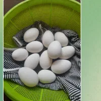 تخم غاز درجه یک