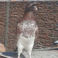 کفتر نقش