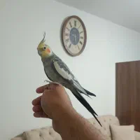 عروس هلندی نر فول دستی و سخنگو