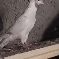 معاضه هم دارم