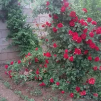 اجاره خانه ویلایی|اسکان اضطراری|زنجان, |دیوار