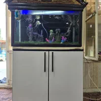 آکواریوم بسیار زیبا|ماهی|کوار, |دیوار