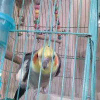 عروس هلندی