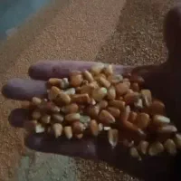 فروش ذرت دامی روس