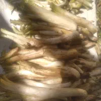 کنگرخمین پایه بلند