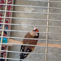 سهره عروسک|پرنده|فشاپویه, |دیوار