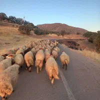 سلام میش داشتی نمونه