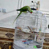 شاه طوطی اسکندر نر  سخنگو اعجوبه بی نظیر کلکسیونی|پرنده|شیراز, شهدای شهرک سعدی|دیوار