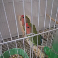 سه تار .کوتوله نر ..جوجه عروس لوتینو. جوجه کوتوله