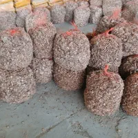 فروش پیاز زعفران به قیمت تعاونی