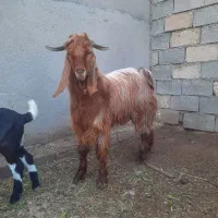 سلام دوعدد بز نر