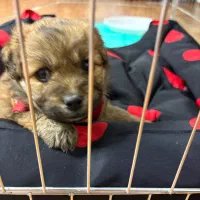 پودل مالتیز سایز مینیاتوری