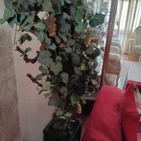 گلدان درخت انگور خارجی بزرگ