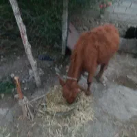 گوساله ماده|حیوانات مزرعه|خدا آفرین, |دیوار