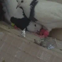 حراج کبوتر خاص