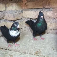 کفتر جفت گاه فروش