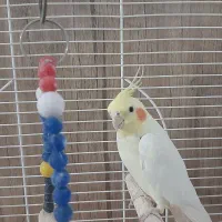 عروس ۳ ساله